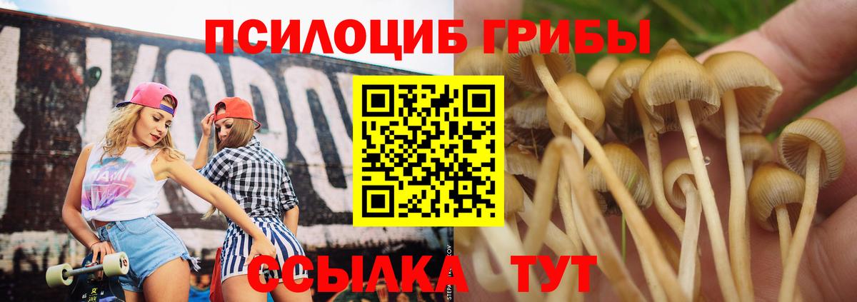 как найти наркотики  Вход с VPN  Кандалакша  Псилоцибиновые грибы GOLDEN TEACHER 